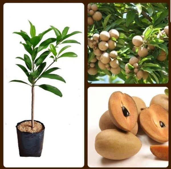 Bibi pohon buah sawo manila-tanaman buah sawo-buah sawo