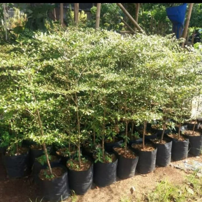 Tanaman pelindung ketapang kencana / pohon ketapang kencana 1meter