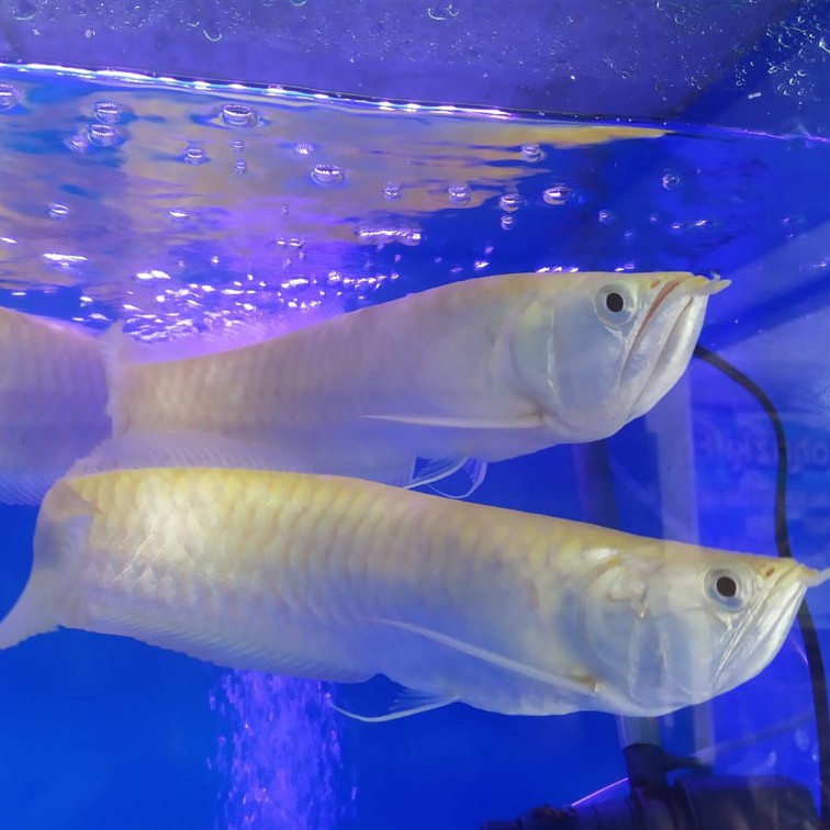 Ikan hias Arwana Silver brazil size 4-15cm