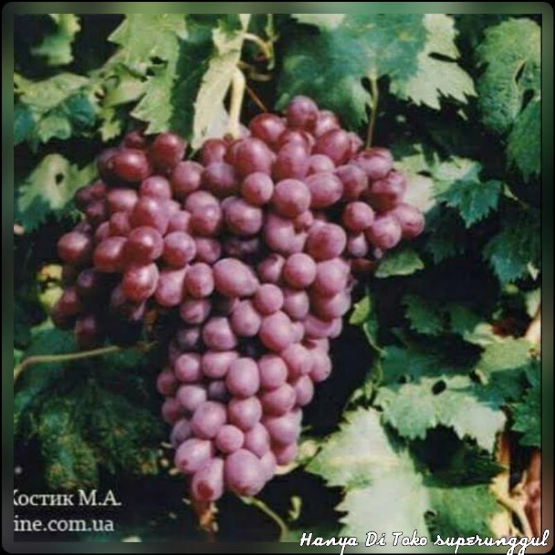 Bibit anggur import jenis chocolate