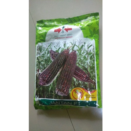 benih jagung ketan hitam