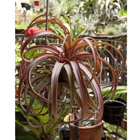 Tillandsia Love Knot