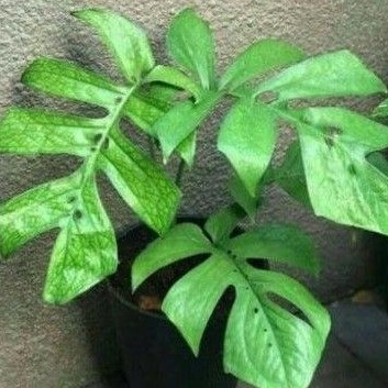 Monstera amydrium medium