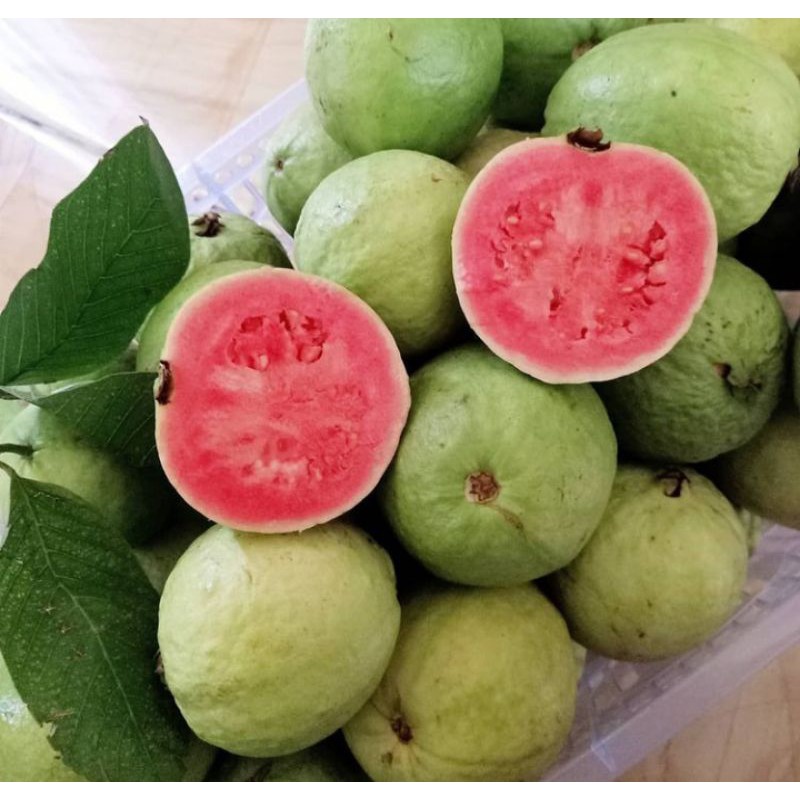 

BUAH JAMBU BIJI MERAH SEGAR 1 KG