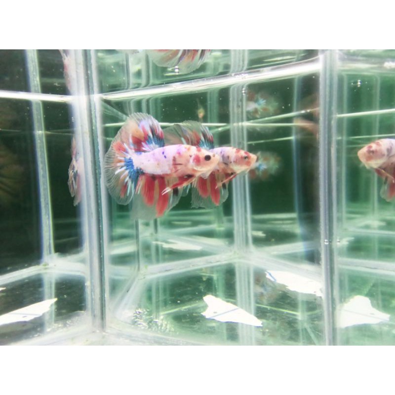 cupang Hias Halfmoon Multi Color / HM Multi Color Real Pict / Real Foto / Real Video