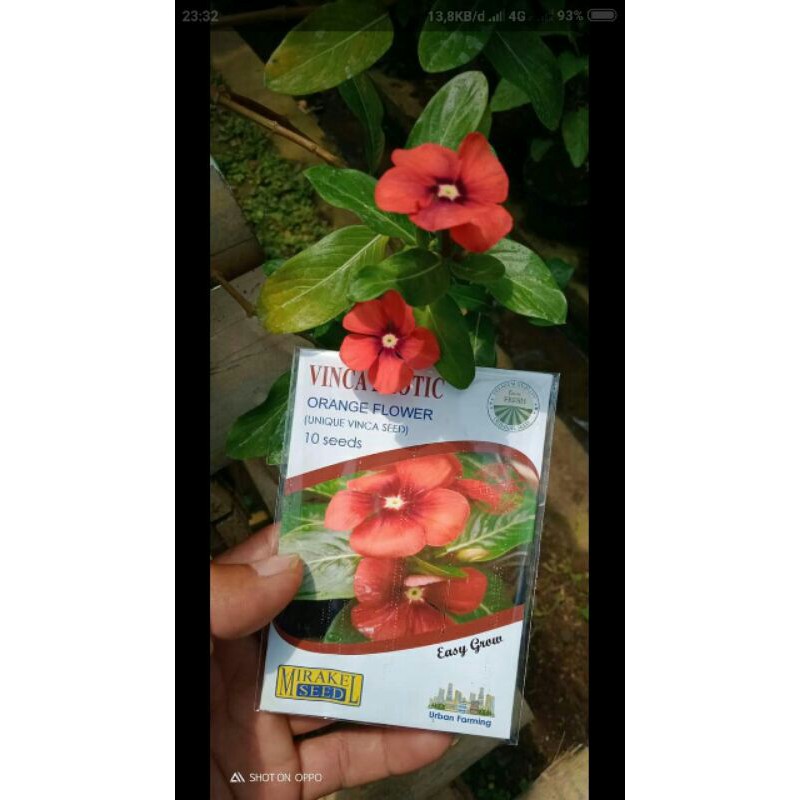 

biji vinca merah