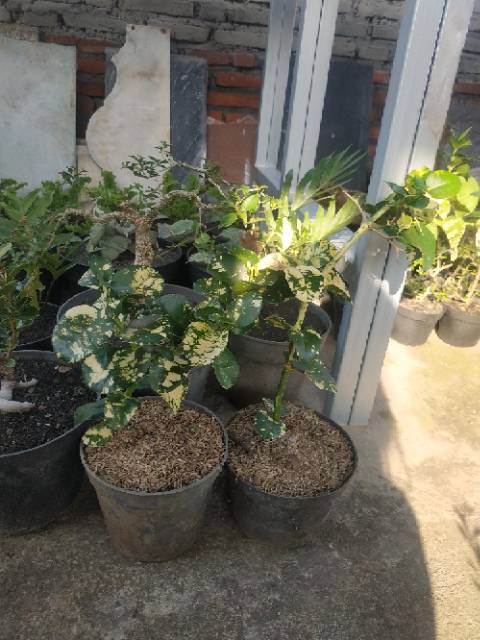 Bahan Bonsai Koleksi Natal Plum Variegata Blorok Impor Langka