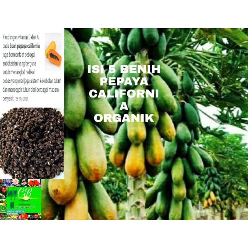 pepaya california organik/5 benih pepaya california