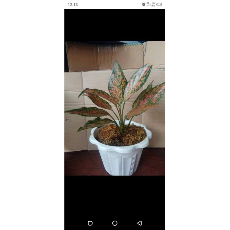 Pusat Grosir Tanaman Hias Aglonema Ruby Pink Le0BaBH36LEWY