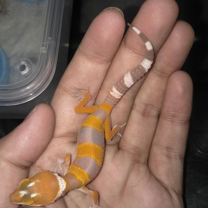 baby leopard Gecko