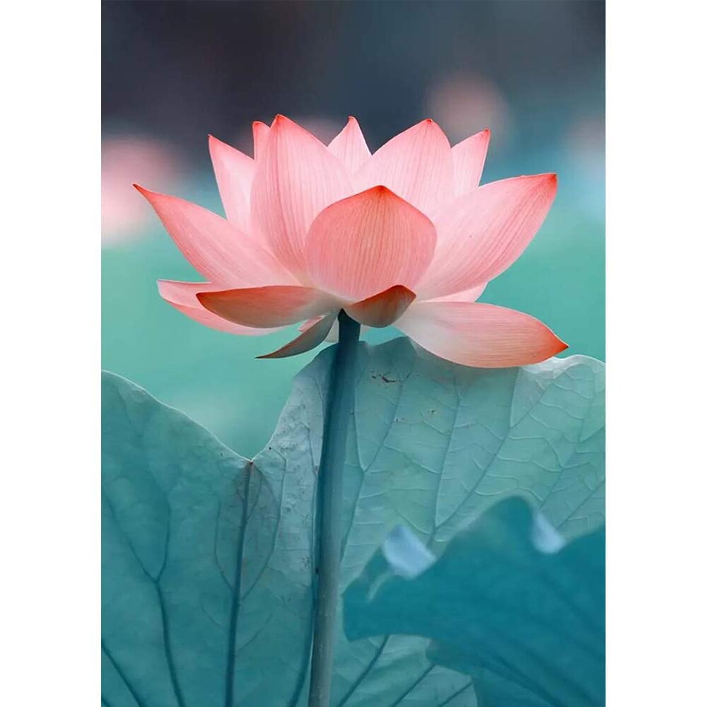 Paket Kristik Bunga Teratai [ Strimin Pola Kain Cross Stitch DIY ]