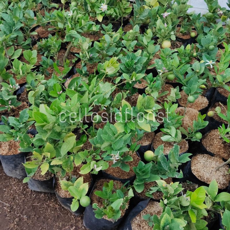 Bibit Tanaman Buah Jeruk Lemon Jumbo (Sudah Berbuah)-7