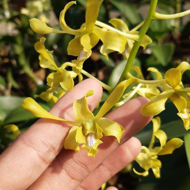 Anggrek Dendro Keriting Green Caisar Dewasa Spike Knop