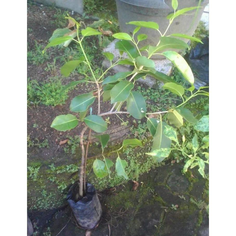 3 Bibit Tabulampot Buah Juwet Duwet Putih @_#