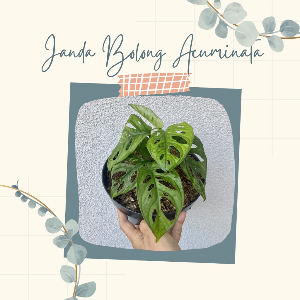 Janda Bolong Acuminata Tanaman Hias Janda Bolong Acuminata Janda Bolong Monstera  Accuminata