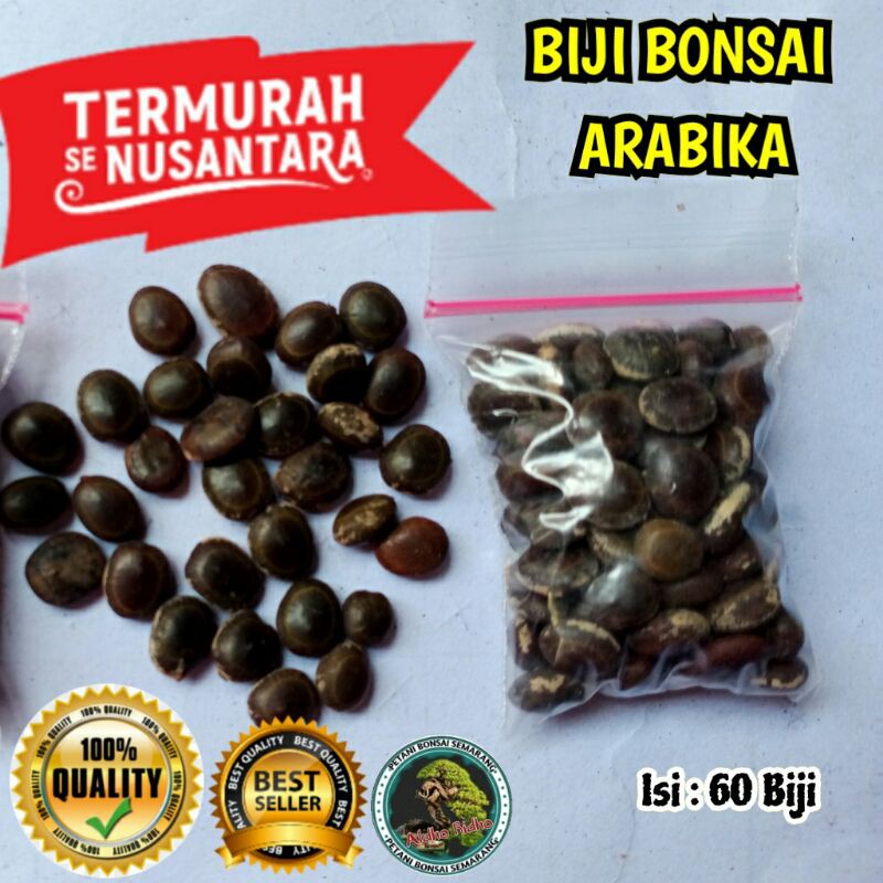 Biji Bonsai Arabika BONSAI Klampis Hitam Batang Hitam