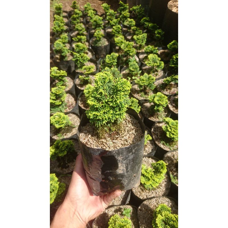 tanaman hias cemara hinoki / hinoki cypress