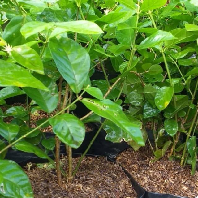 Bunga melati / benih herbal / hiasan taman