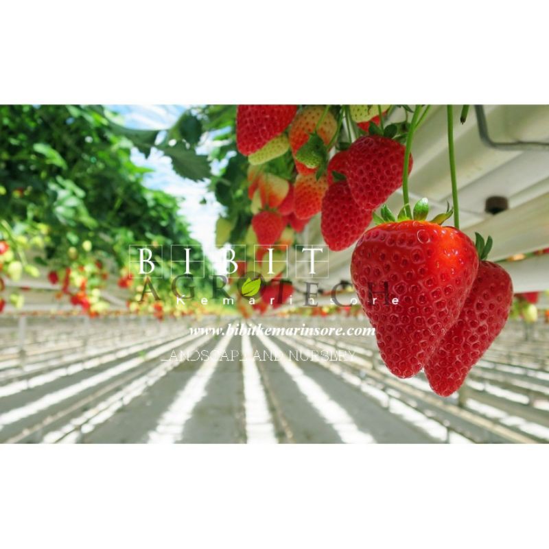 Paket Hemat Bibit Tanaman  Strawberry Jumbo California Isi 10 Gratis 1