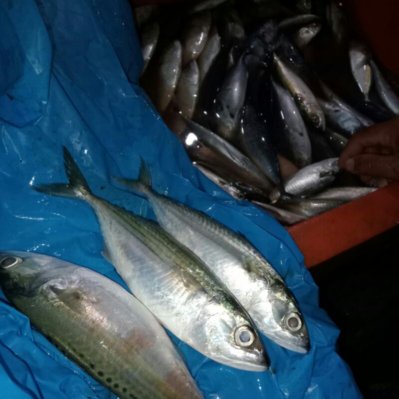 

gembong kuring
