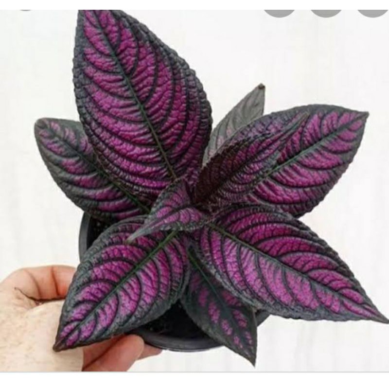 Tanaman hias keji beling ungu