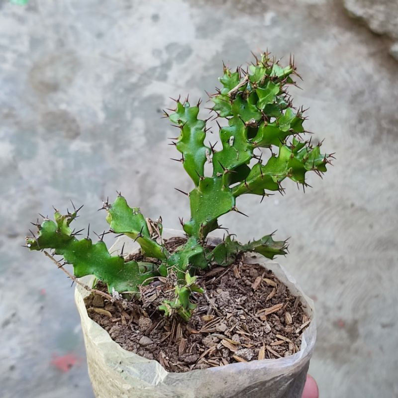 Euphorbia Wakefieldii Sukulen