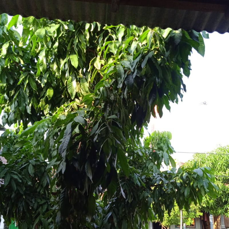 

Daun Salam