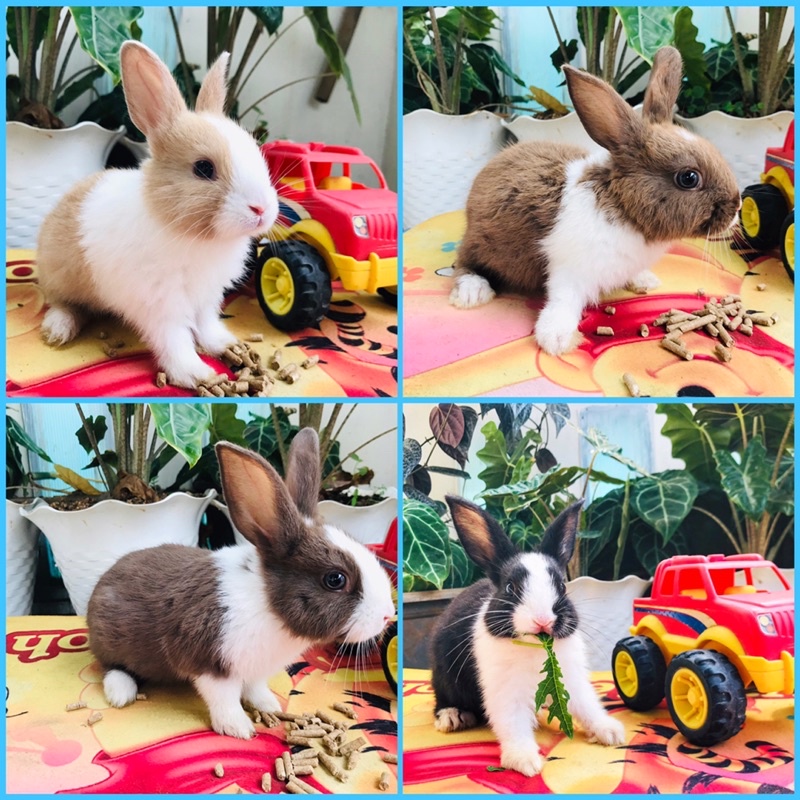 Kelinci Ras/Hias Dutch