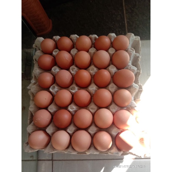 

telur 1 ikat 15kg