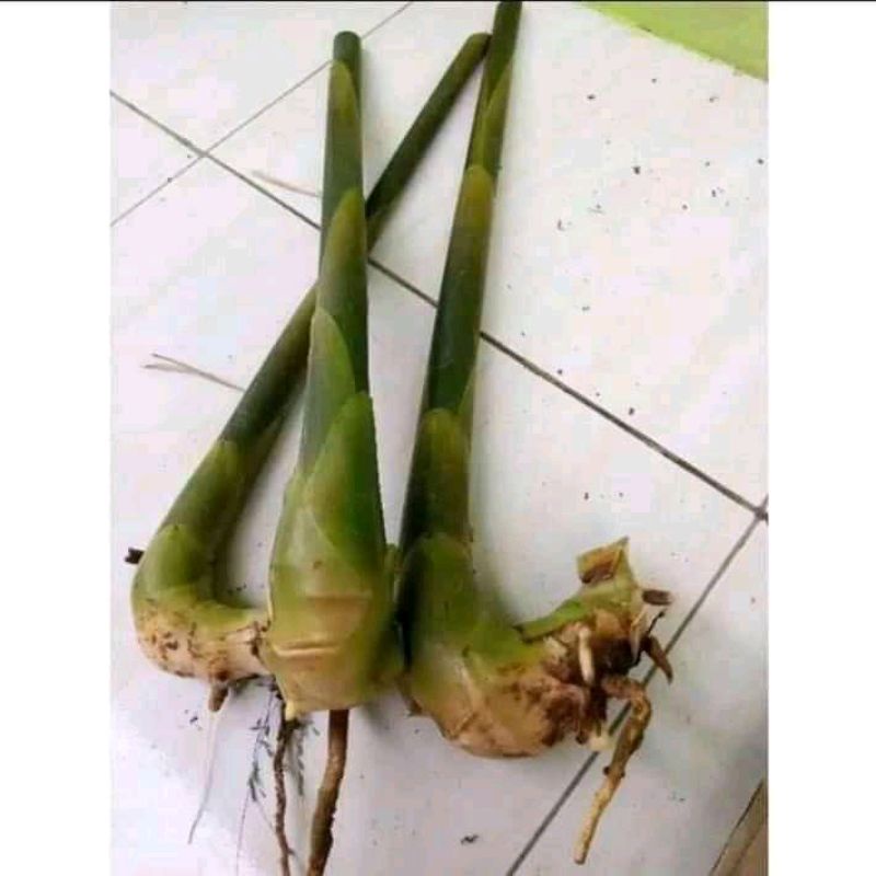 bibit kecombrang hijau(honje) 1