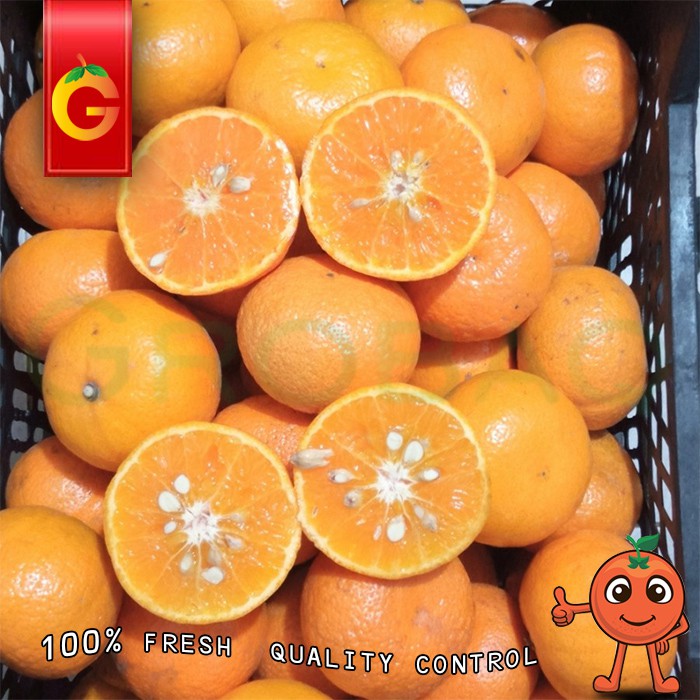 

BUAH JERUK MURCOT FRESH 1 KG