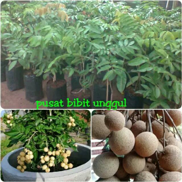 Bibit lengkeng satu jari