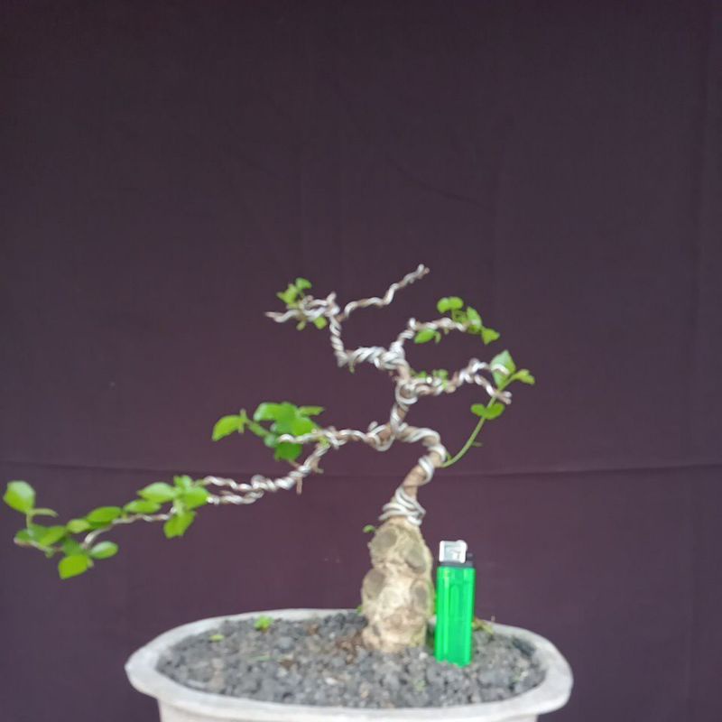 bonsai pohon serut