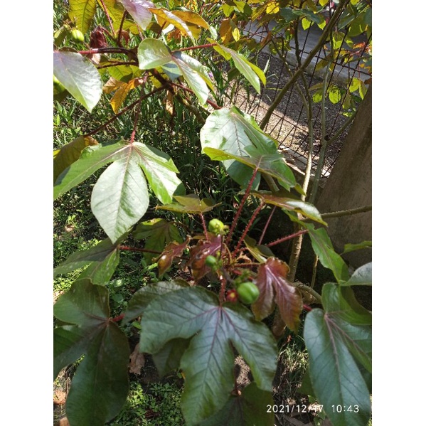 

Daun jarak merah segar