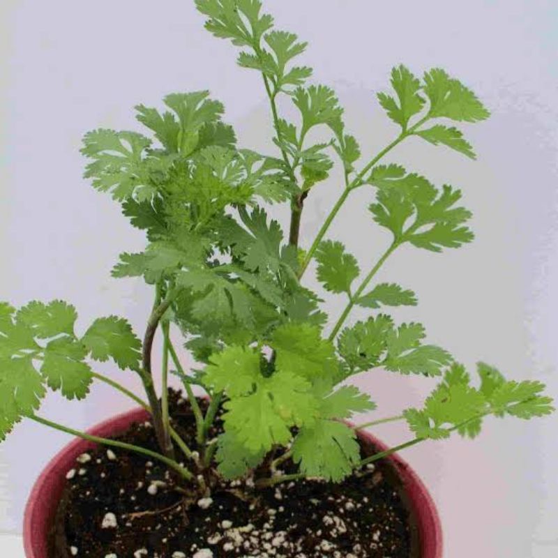 Benih Biji Daun Herbal Daun Ketumbar Coriander Cilantro