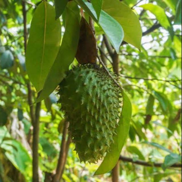 

Daun sirsak 100 lembar anti tumor anti kanker non peptisida asli masih segar fresh dari pohon
