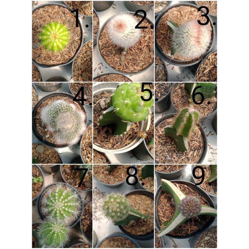 Sukulen mini/kaktus mini