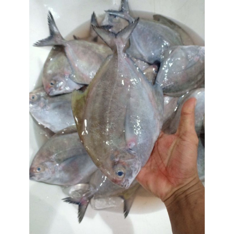 

Ikan bawal segar harian size 1-2 ekor 1kg