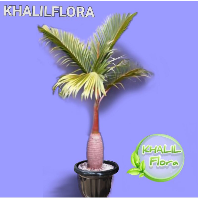 Bibit Tanaman Hias Palm Merah / Palem Hidup Merah Botol / Palem Merah Botol Asli