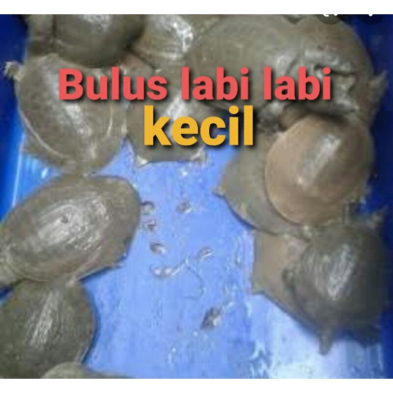 

pio bulus 1 kg 2 ekor