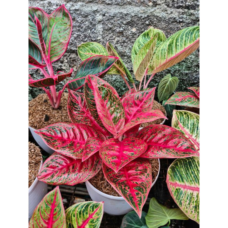 Ragam's :Aglonema Reanita Surya Mutasi