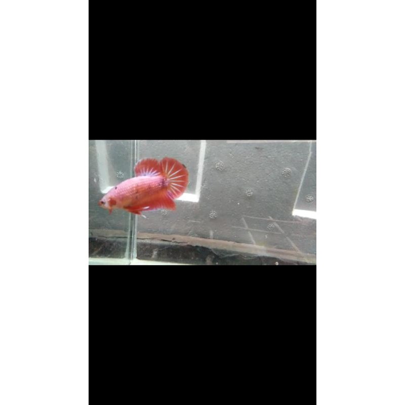 

cupang