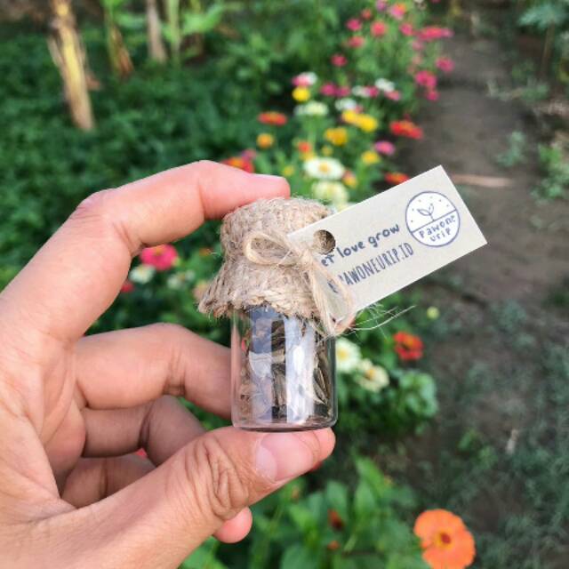 Zinnia mix seed (benih bunga zinnia)