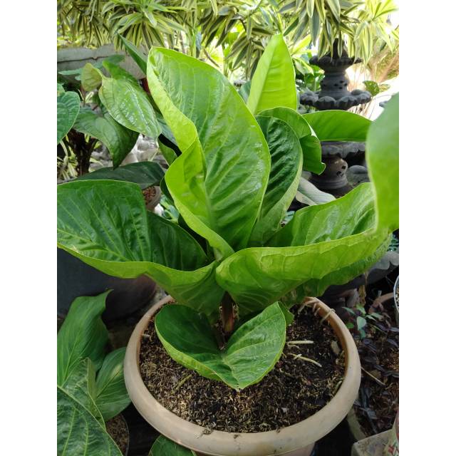 Tanaman Anturium Mangkok Dewasa.