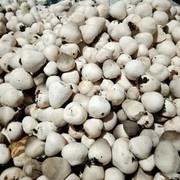 

jamur merang