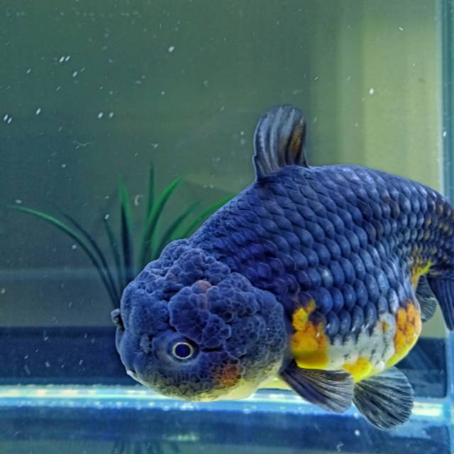 Koki Ranchu Kirin Shark