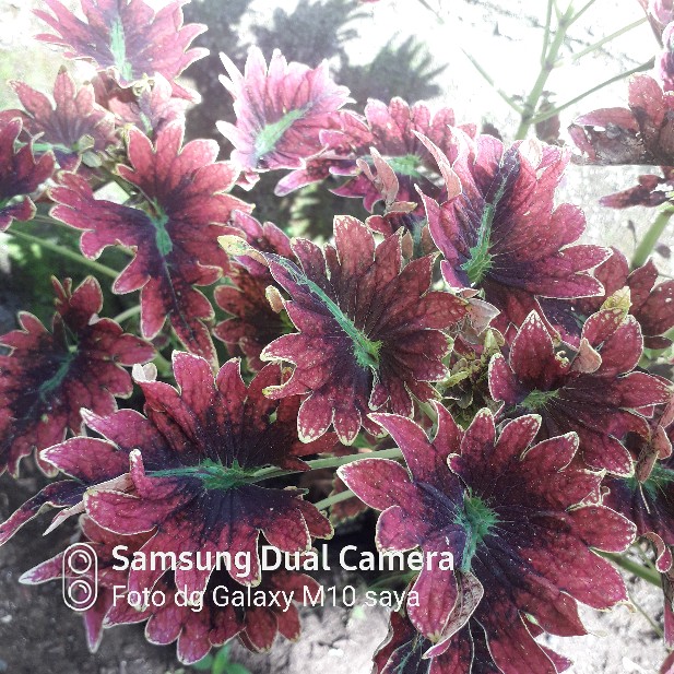 Maura Couple - Sania Ruffle Batik Couple Ori Ndoro Jowi Garansi Termurah Shopee - Kebaya Modern 2564