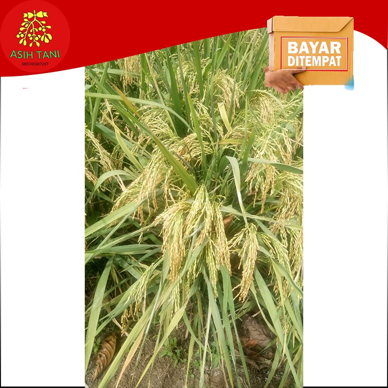 Benih Padi Srikandi 5kg