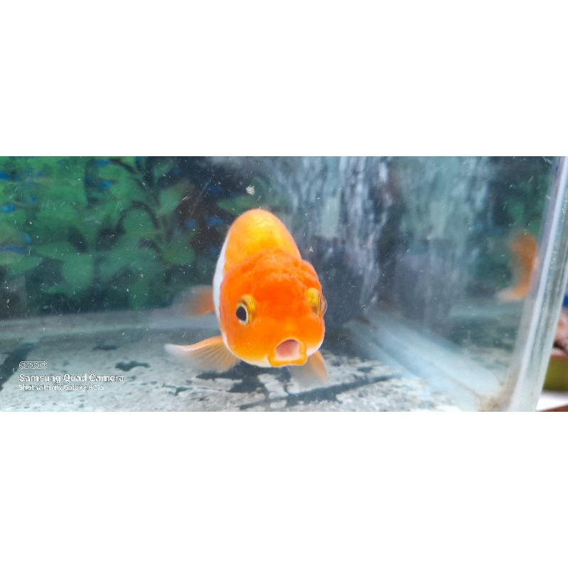 ikan ranchu RW