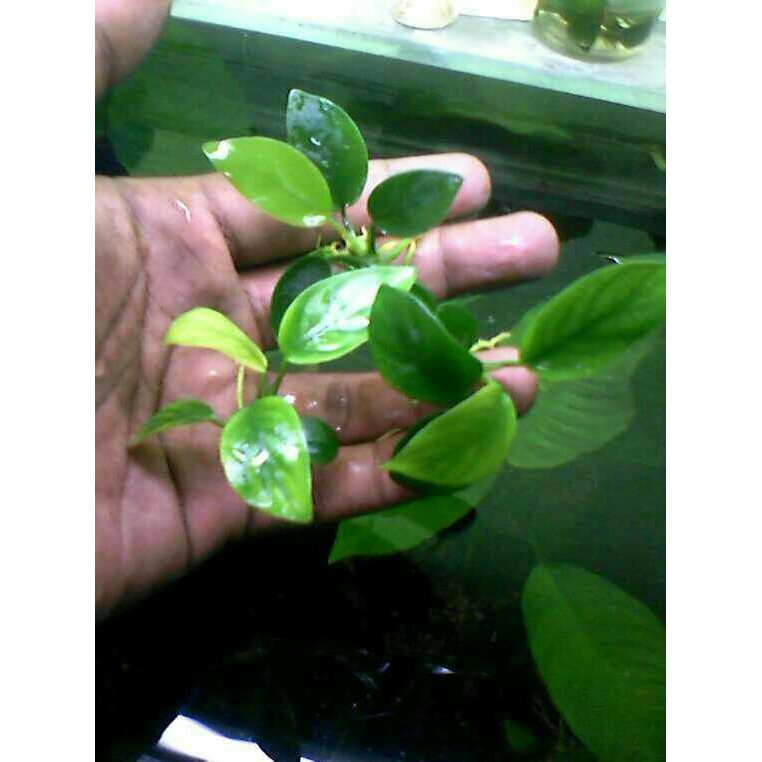 

Anubias Nana - 99A665 - Original Asli